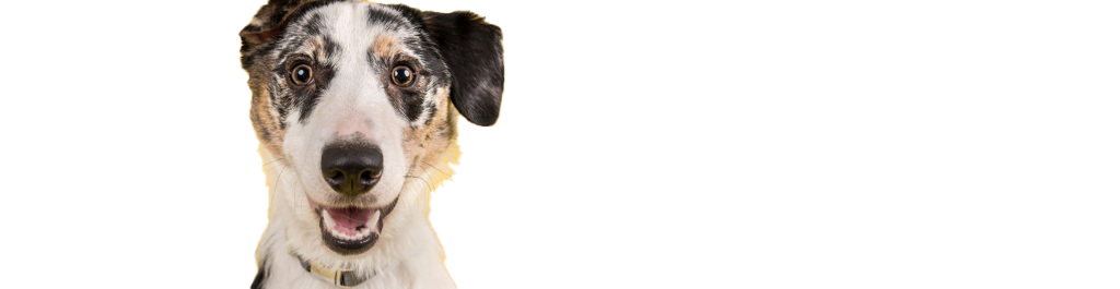 chien-sourir Tête d'un grand chien noir, brun et blanc